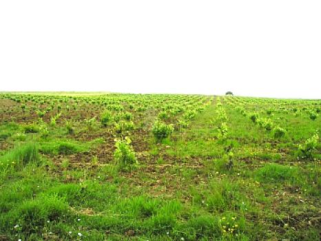 Rústico en venta en Puebla de Sancho Pérez, Puebla de Sancho Pérez, Badajoz
