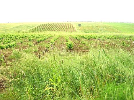Rústico en venta en Puebla de Sancho Pérez, Puebla de Sancho Pérez, Badajoz