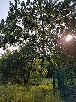 Terreno en Venta en Montemorelos