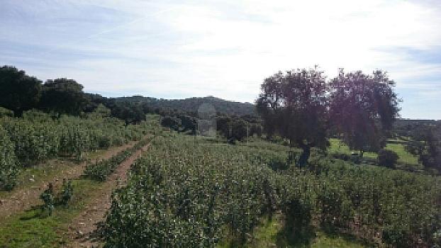 Rústico en venta en SAN VICENTE DE ALCANTARA, Salorino, Cáceres