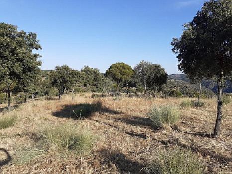 Rústico en venta en Urbanización Cuesta Vieja, Navas del Rey, Madrid