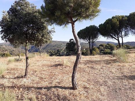 Rústico en venta en Urbanización Cuesta Vieja, Navas del Rey, Madrid