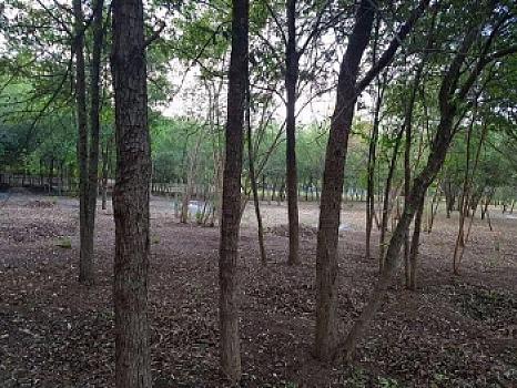 Terreno en Venta en Montemorelos
