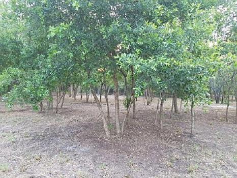 Terreno en Venta en Montemorelos