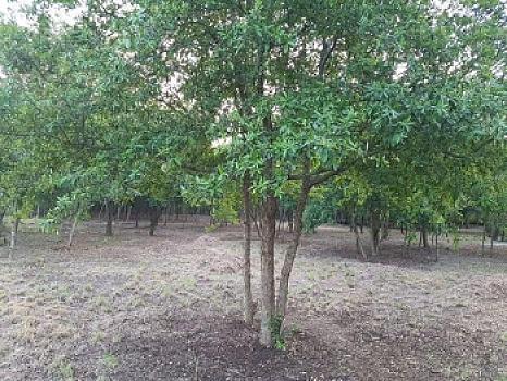 Terreno en Venta en Montemorelos